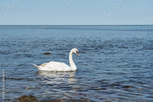Swan in calm water