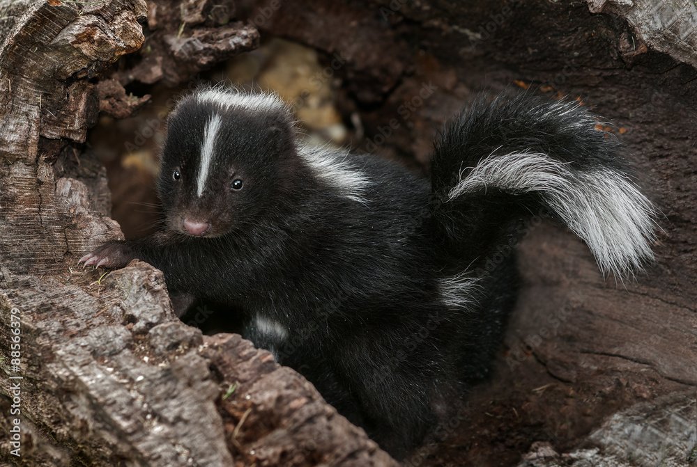 Naklejka premium Baby Striped Skunk (Mephitis mephitis) in Log