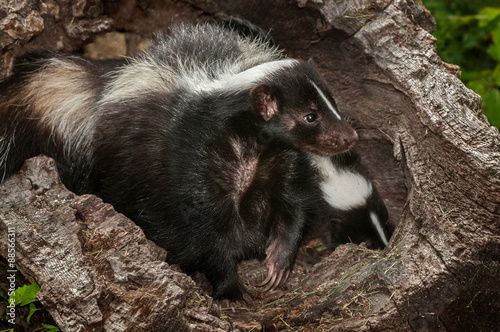 Mother Striped Skunk (Mephitis mephitis) and Kit in Log