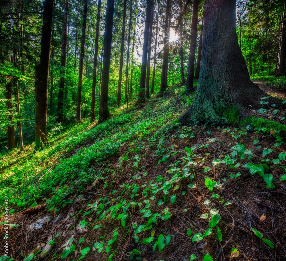 Wild european forest in summer
