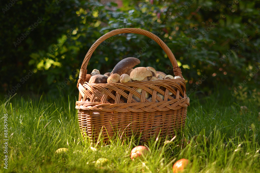 basket full of mushrooms basket full of mushrooms