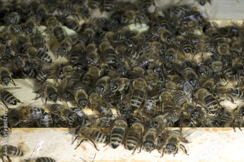 Honigbienen, Biene  Apis  mellifera © Ruckszio
