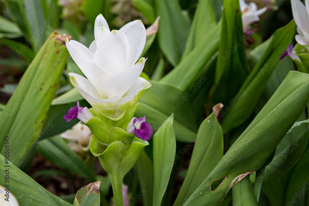 White Curcuma alismatifolia or Siam Tulip White Curcuma alismatifolia or Siam Tulip