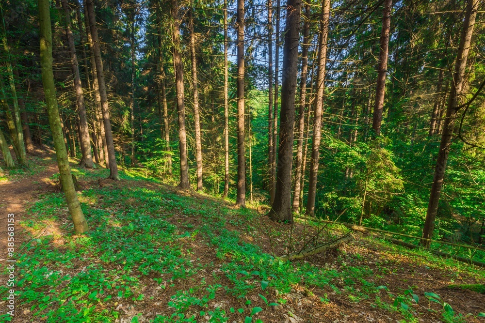 Wild european forest in summer Wild european forest in summer
