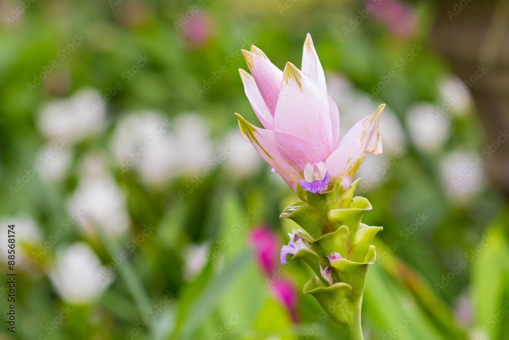 Pink Curcuma alismatifolia or Siam Tulip