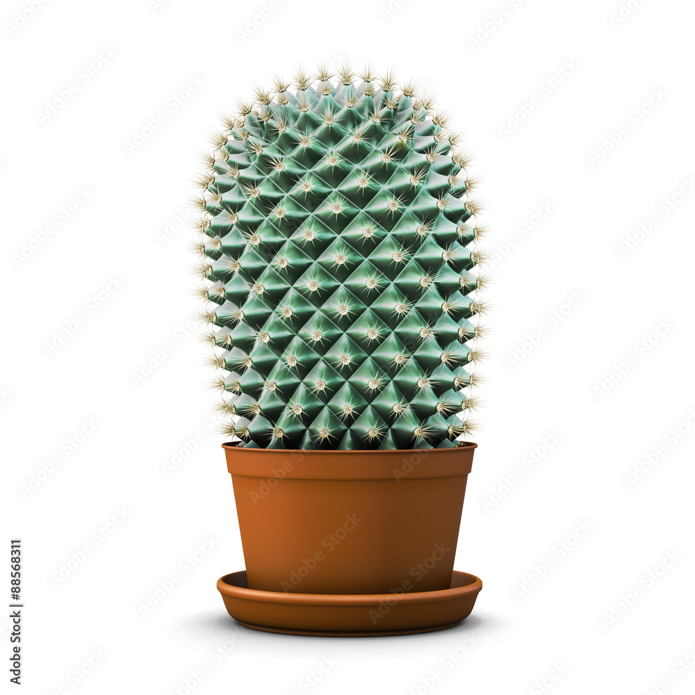 Cactus in a flower pot on a white background Cactus in a flower pot on a white background