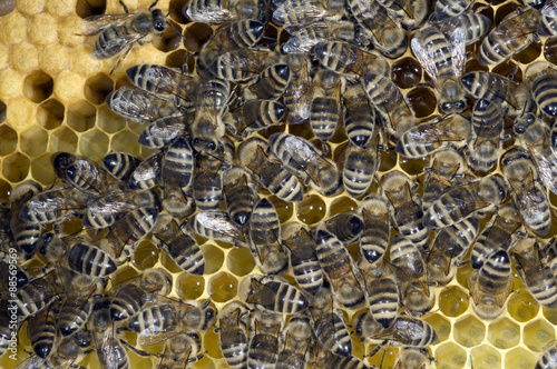 Honigbienen, Biene; Apis; mellifera photo