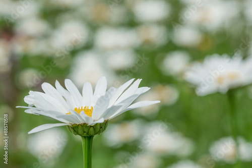 White daisy flower bed with selective focus on one flower in left side