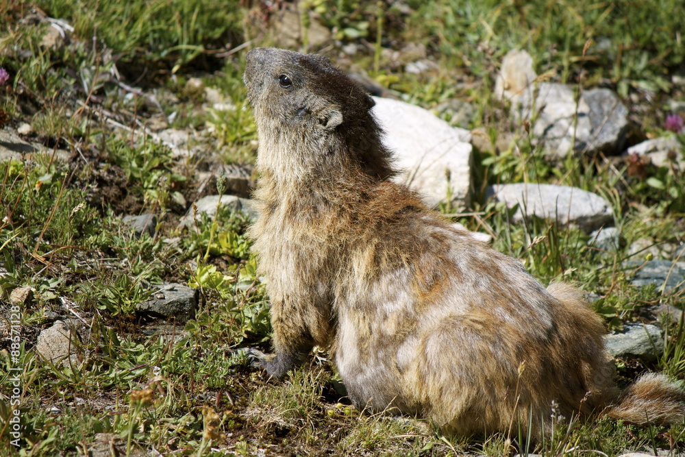 Fototapeta premium Marmotta