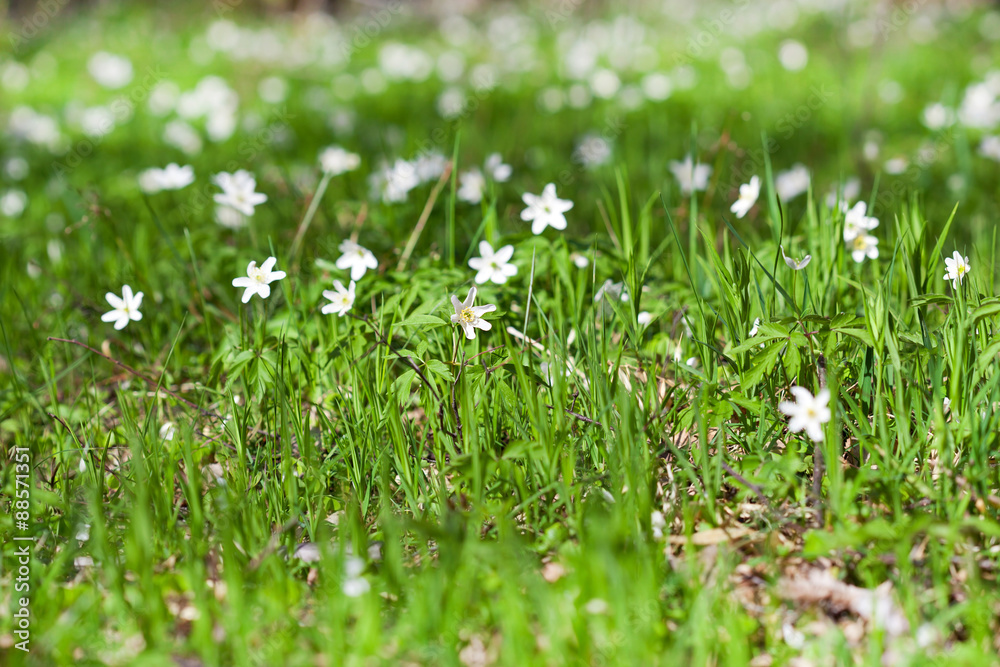 Anemone sylvestris in spring forest Anemone sylvestris in spring forest