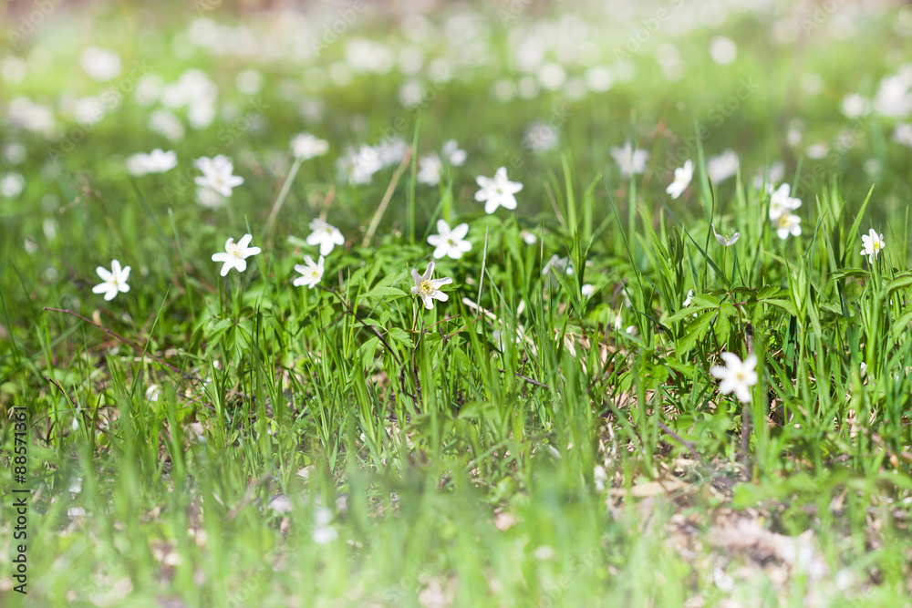 Fototapeta premium Anemone sylvestris in spring forest