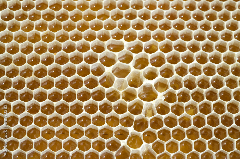 Honigwaben, waben, Bienenwachs, wachs, Bienenstock Honigwaben, waben, Bienenwachs, wachs, Bienenstock