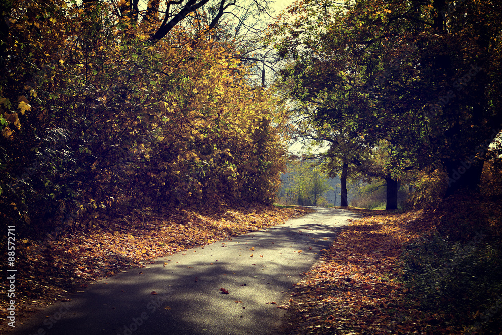 Obraz premium Vintage photo of autumn forest