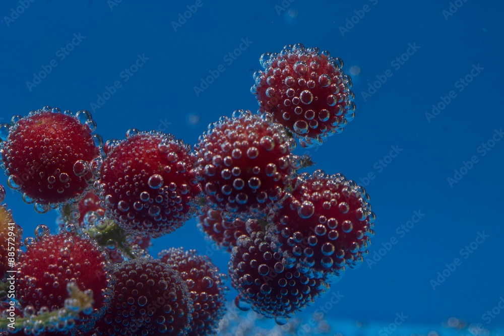 bird cherry underwater bird cherry underwater