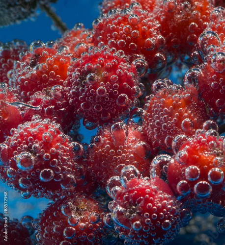 ashberry underwater