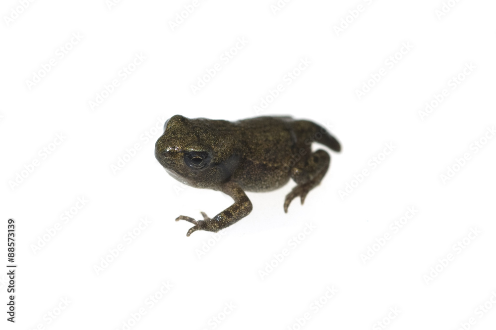 Jungfrosch, Junge, Kroete, Bufo, bufo, Erdkroete,