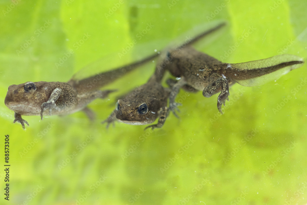 Jungfrosch, Junge, Kroete, Bufo, bufo, Erdkroete, Jungfrosch, Junge, Kroete, Bufo, bufo, Erdkroete,