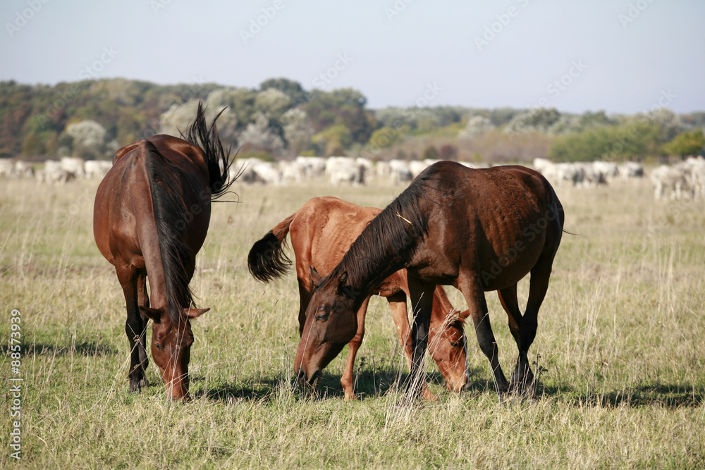 Mare and her foal grazing in the meadows rural scene Mare and her foal grazing in the meadows rural scene