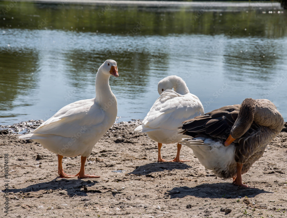 geese_on_the_river geese_on_the_river