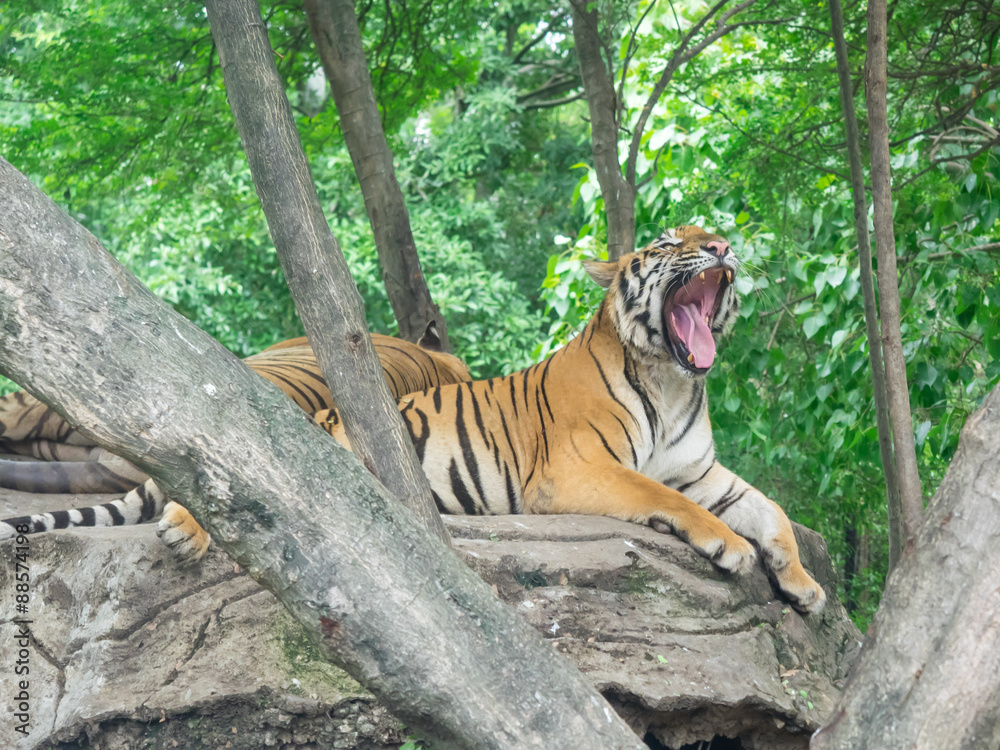 Fototapeta premium Yawing bengal tiger lying on the rock