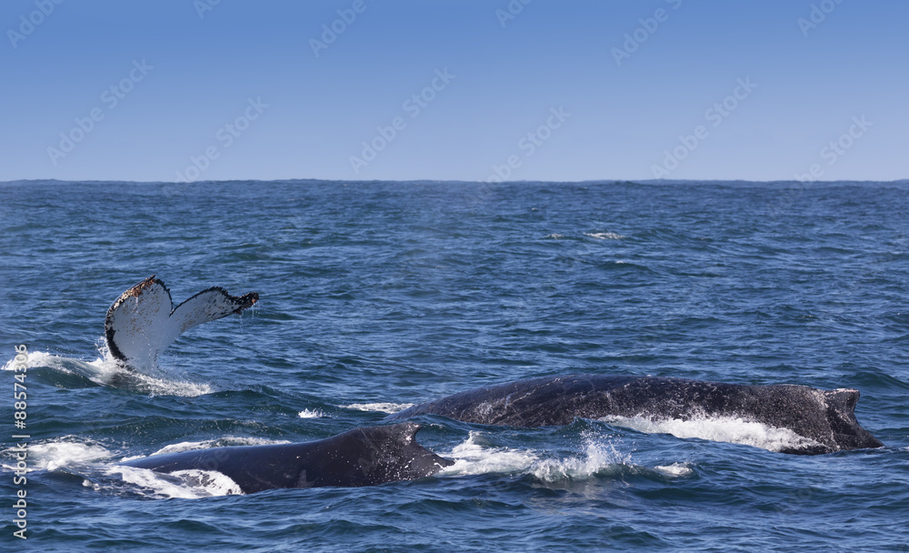 Obraz premium Three humpback whales surfacing off the coast of Knysna, South Africa
