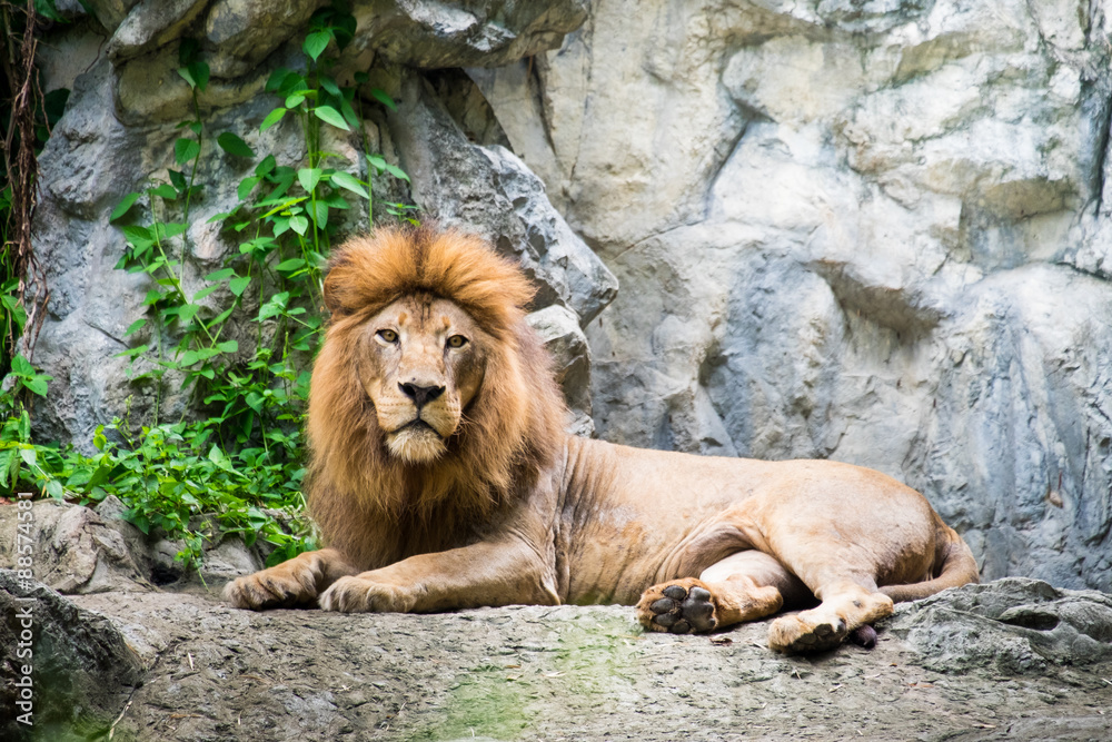 Fototapeta premium Male lion laying on the rock