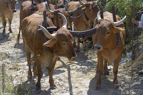 Bullock cart or ox cart, one of the most primitive means of tran