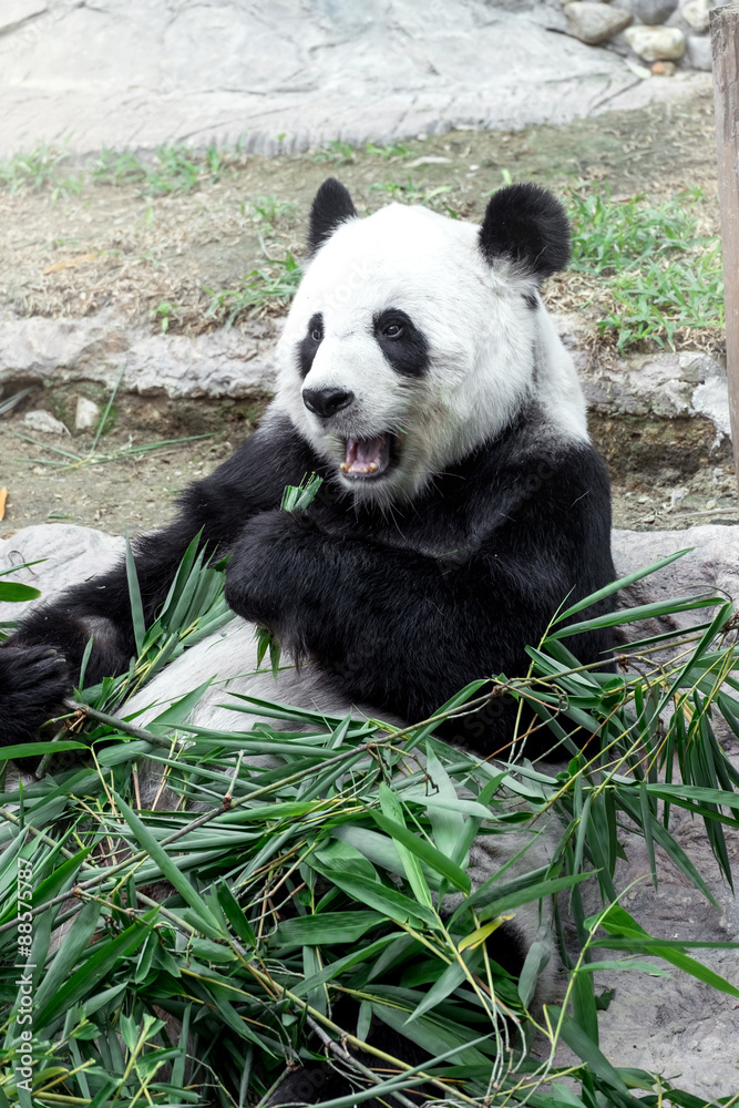 Fototapeta premium Lovely panda eating bamboo