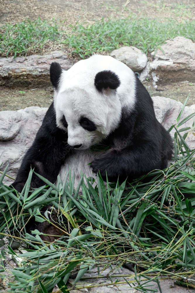 Fototapeta premium Lovely panda eating bamboo