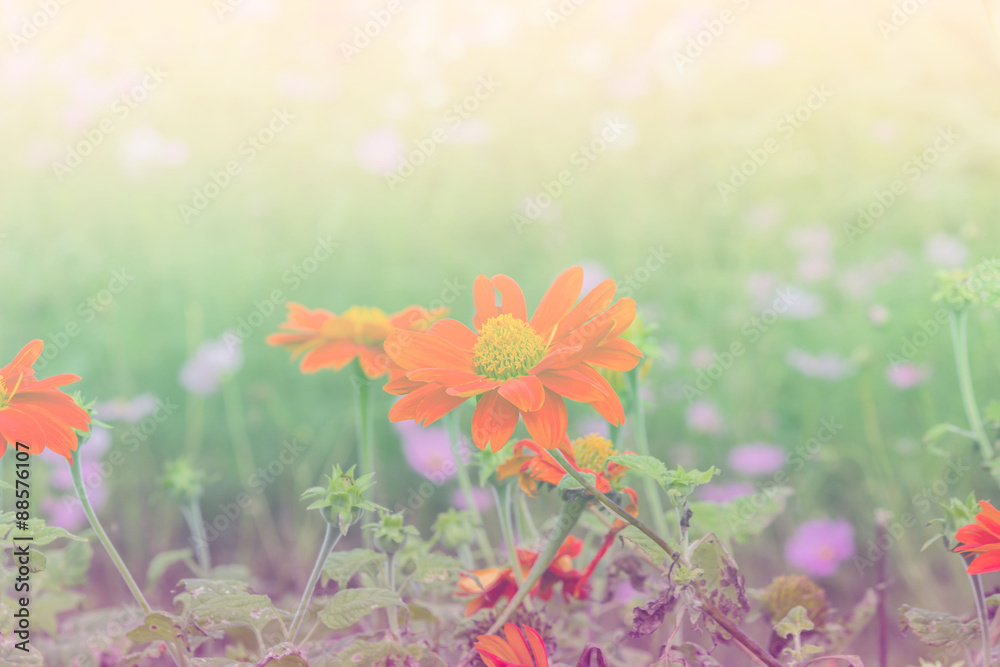 Obraz premium Orange flower close up shot with black and white background