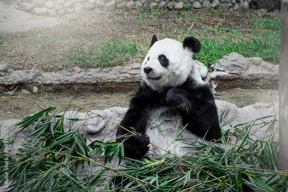 Fototapeta premium Lovely panda eating bamboo