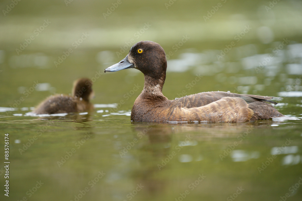 Tufted Duck with nestlings Tufted Duck with nestlings