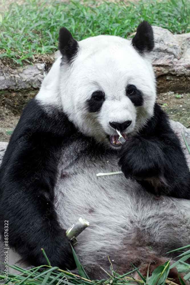 Lovely panda eating bamboo Lovely panda eating bamboo