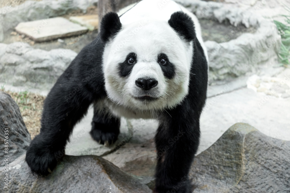 Obraz premium Lovely panda standing on the rock