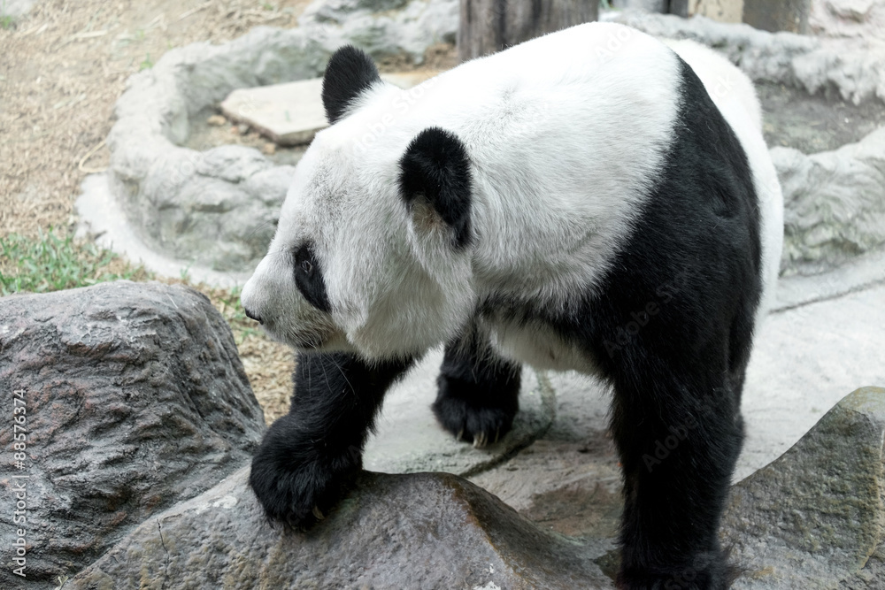 Fototapeta premium Lovely panda standing on the rock