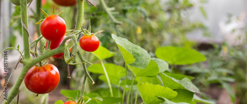 Slika na platnu Red tomatoes in hothouse