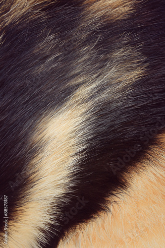 Fur cat background