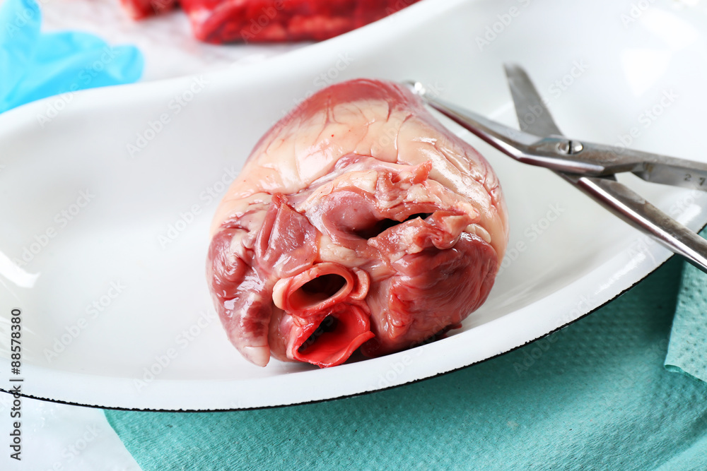 Heart organ in medical metal tray with tools on table close up Heart organ in medical metal tray with tools on table close up