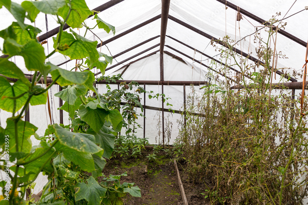 Old rural greenhouse with tomato and cucumder plant