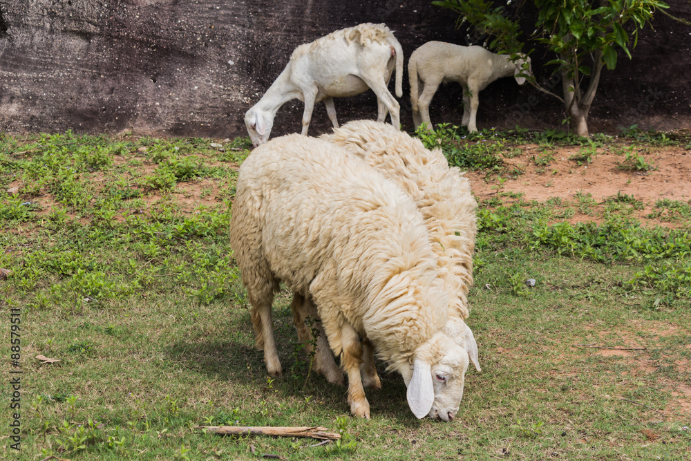 Fototapeta premium Kerry Hill sheep Eat grass in your fields