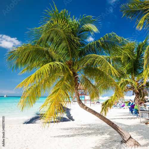 Fototapeta Naklejka Na Ścianę i Meble -  Coconut palm on caribbean beach