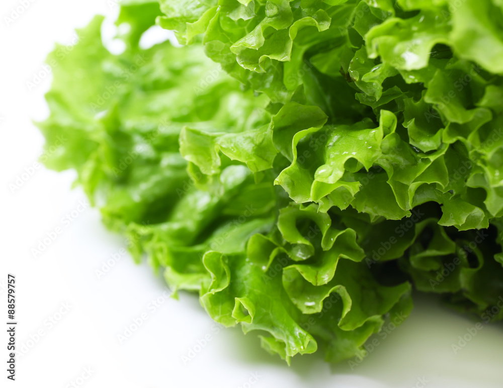 Fresh lettuce isolated on white Fresh lettuce isolated on white
