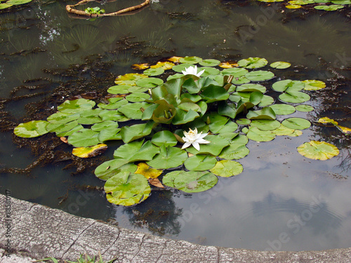 Many water lilies on water