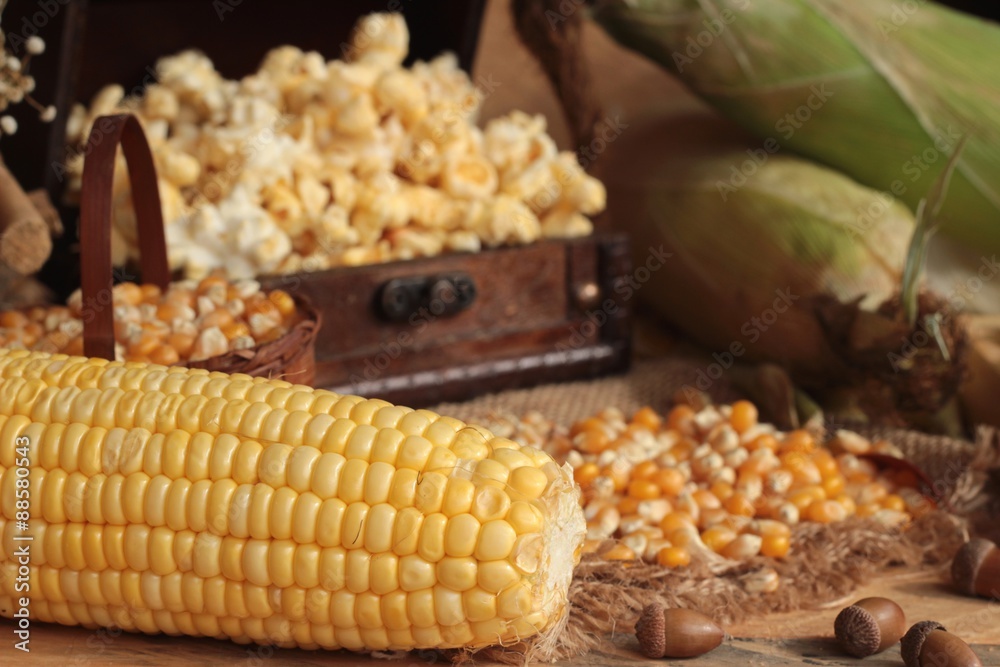 Popcorn and yellow dry corn grain with fresh corn.