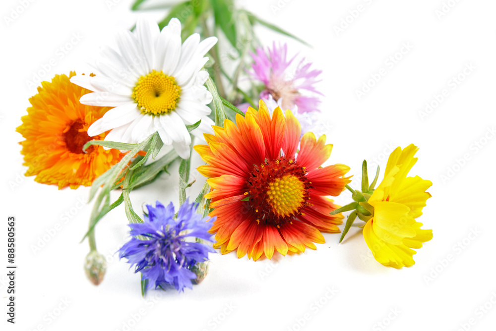 Wildflowers isolated on white