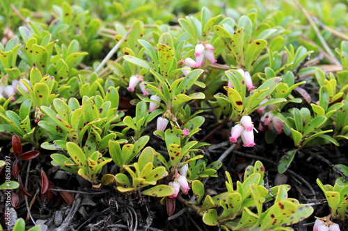 Pink wild flowers, Kinnikinnik Flowers, Arctostaphylos Uva-Ursi, on Pikes Peak Mountain in Colorado Springs, USA photo