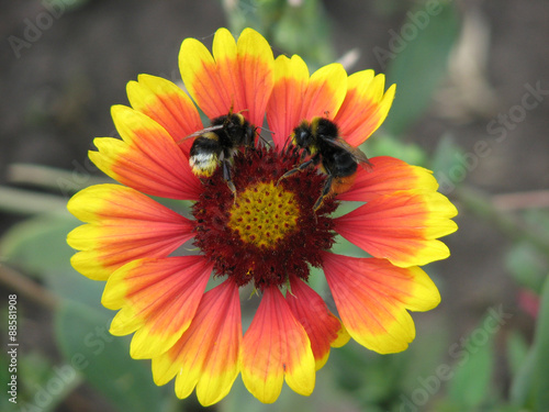 Two bees on a red-yellow flower