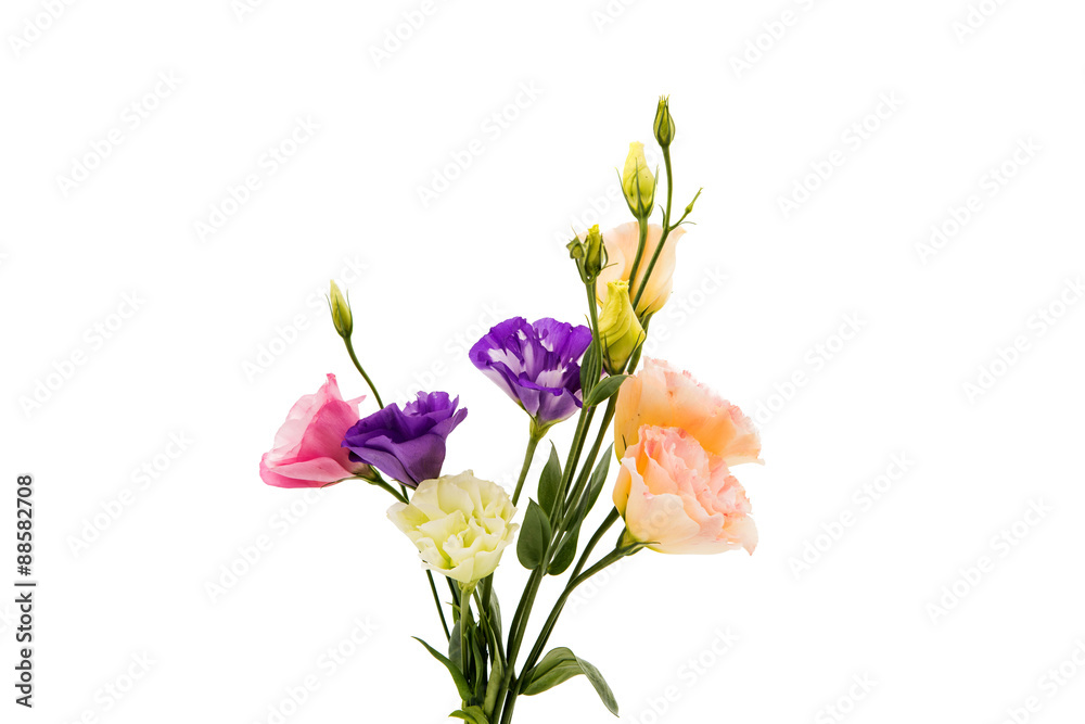 eustoma flower eustoma flower