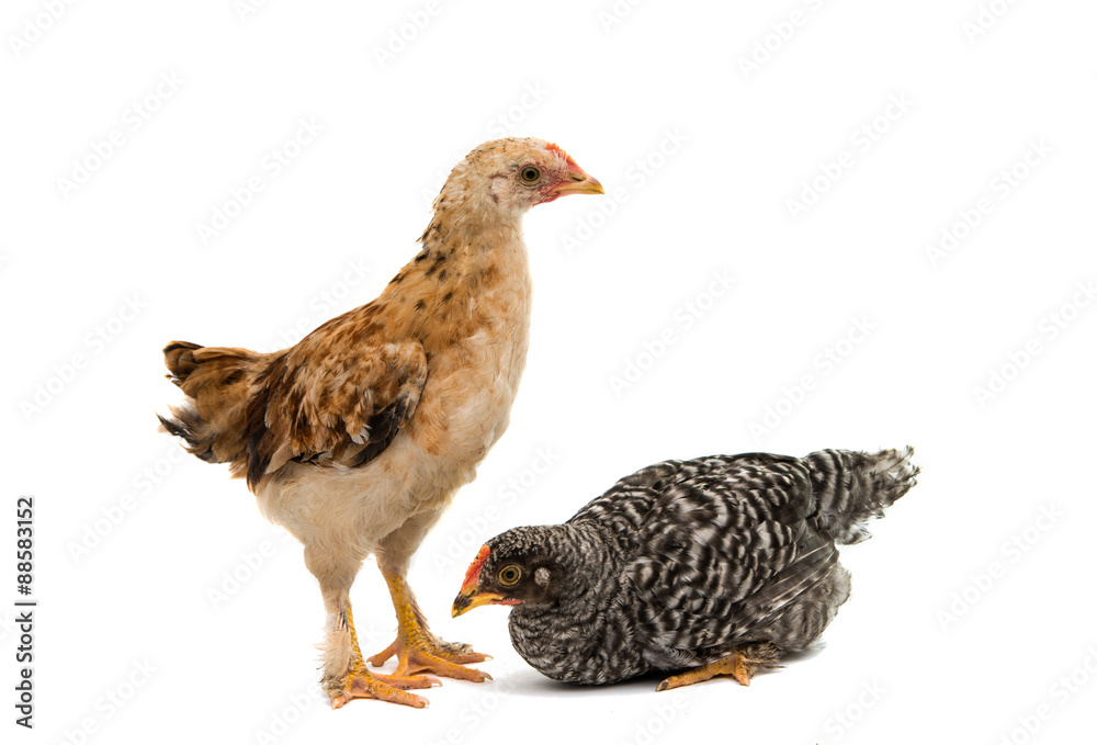 Fototapeta premium Chickens is standing and looking
