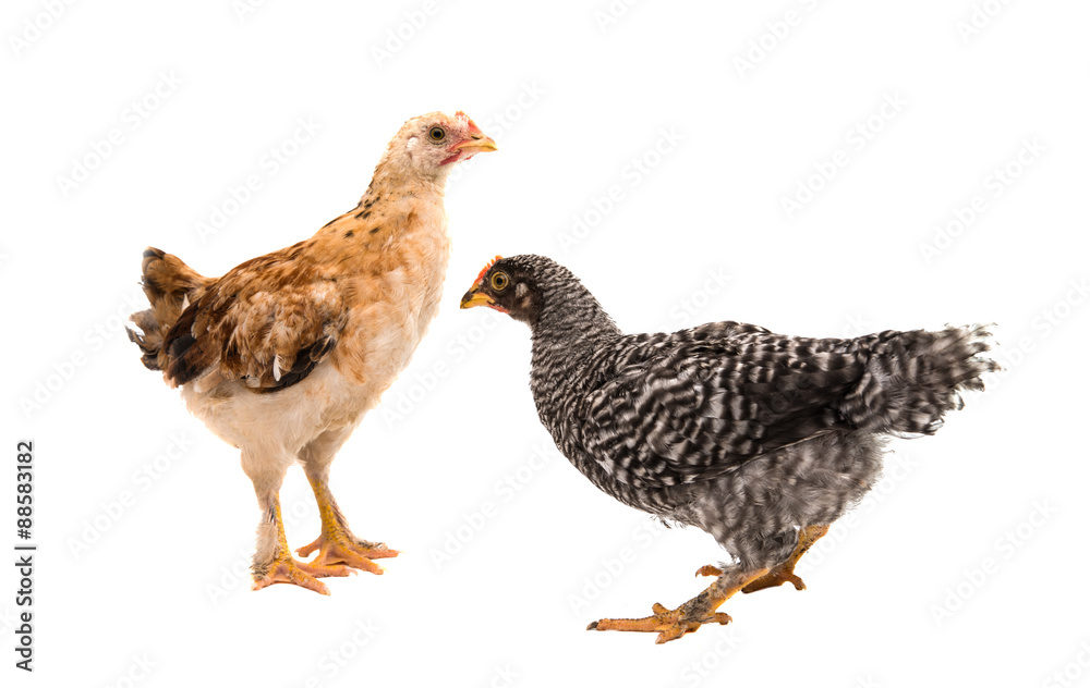 Fototapeta premium mussels